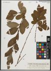 Foto von Salix silesiaca Willd.